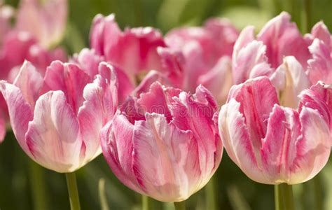 Pink Tulips Stock Photo Image Of Nature Garden Flora 44151074