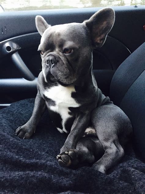 The french bulldog should be on the short list of breeds for anyone who lives without a vast tract of suburban backyard. French Bulldog Illinois Breeder - Pets Ideas