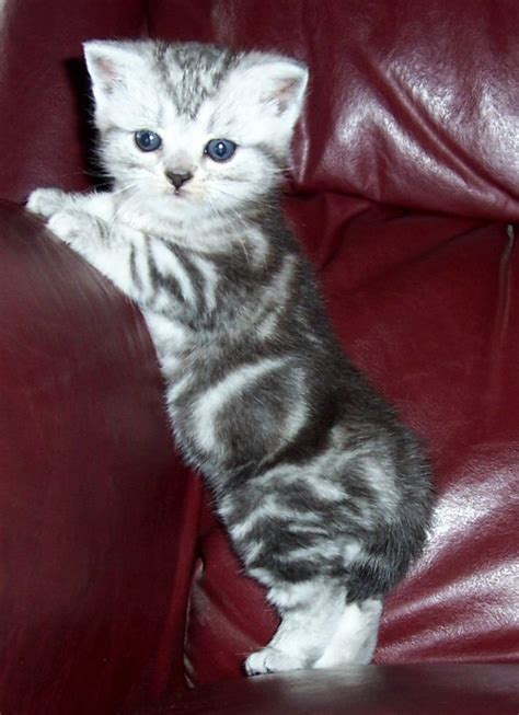 Cute Dogspets American Shorthair Silver Tabby Cat Pictures