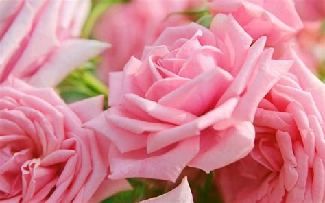 Pink Roses Flowers Petals Roses Pink Hd Wallpaper Peakpx