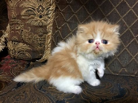 Top Images Persian Kittens For Sale Utah Himalayan Persian Cats