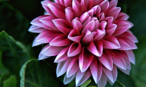 Dahlia Flower Hd Wallpapers Hd Wallpapers High Definition Free Background
