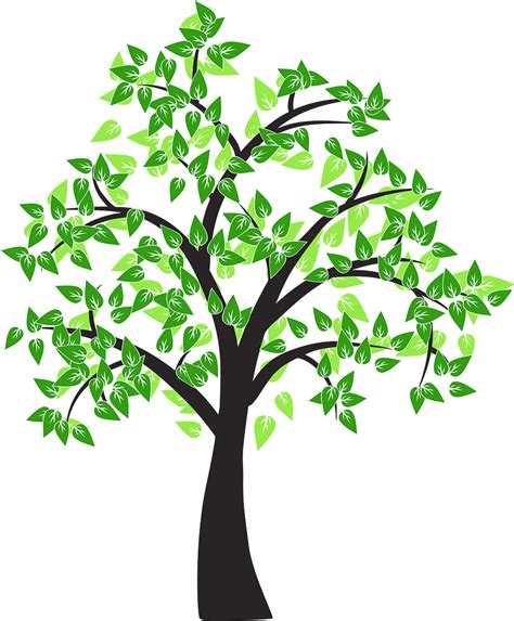 Tree Drawing Cottonwood Leaf - tree vector png download - 992*1200 png image