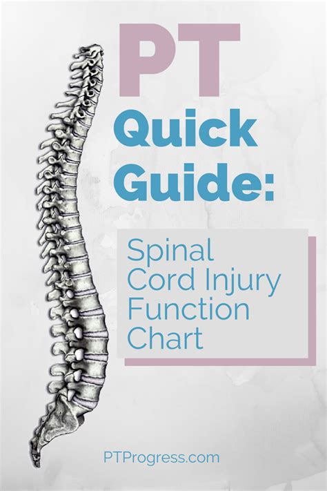 Spinal Cord Injury Level Quick Reference