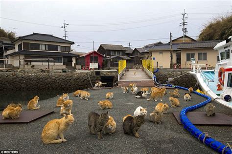Japans Aoshima Island Cats Outnumber Humans Six To One