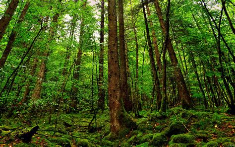 Pin By Melanie Switak On Places Rainforest Trees Evergreen Forest