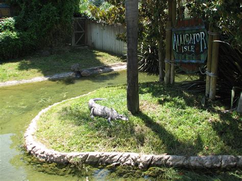 Alligator Isle American Alligator Zoochat