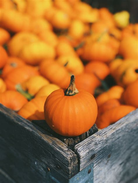 I Rounded Up My All Time Favorite Pumpkin Recipes For All Times Of The