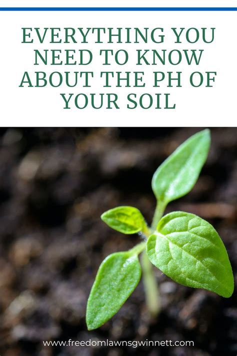 Pour some of it in a spray bottle and spray the solution on areas where ants are present. Everything You Need to Know About the pH of Your Soil | Soil, Lawn, Gardening tips