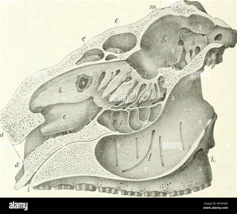 Foramen Rotundum Fotos Und Bildmaterial In Hoher Auflösung Alamy