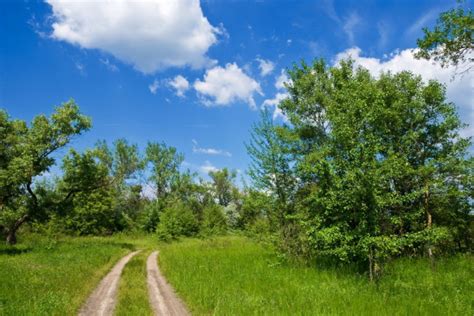 Forest Road And Blue Sky Stock Photo By ©irochka 7542791