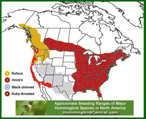 Map Showing The Approximate Breeding Ranges Of Four Major Hummingbird