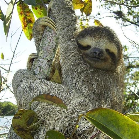 Why Are Sloths So Slow