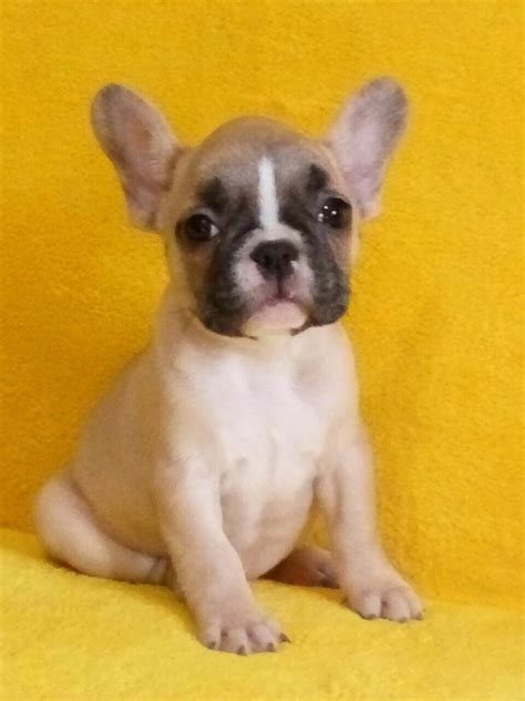However, such dogs are prone to a host of health problems and not advisable to be purchased. French Bulldog Rescue Florida Tampa