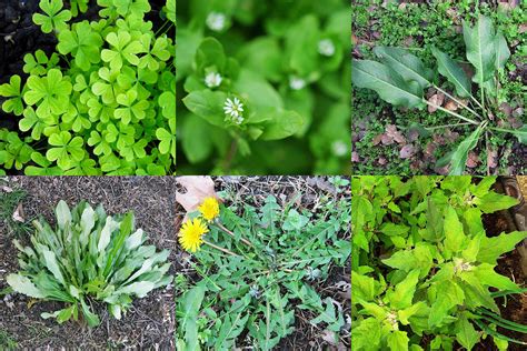 Edible Weeds In Your Yard Eating Lawn Weeds Hank Shaw
