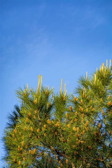 Green Pine Tree With Young Cones Close Up Stock Image Image Of Seed