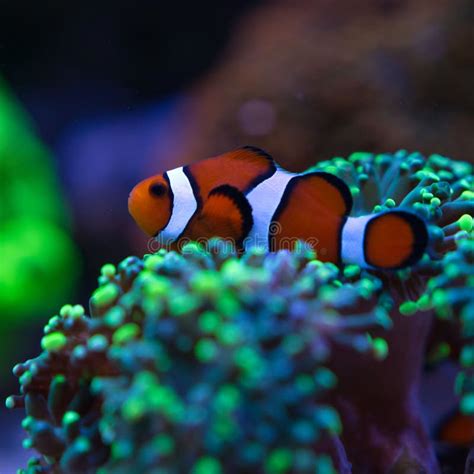 False Percula Clownfish Swimming Around Blue And Green Anemones Stock