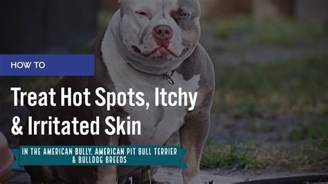 White Pitbull Skin Problems Pitbull Dog