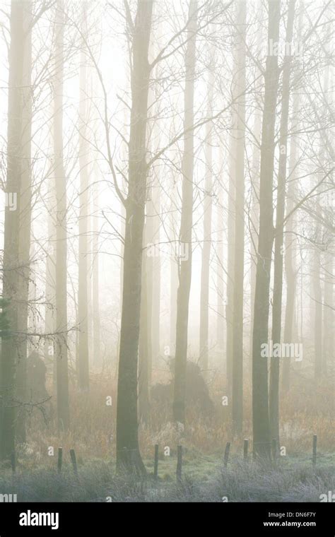 Trees In The Mist Stock Photo Alamy