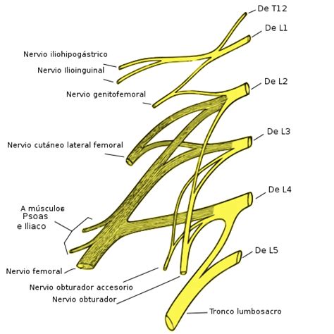 Plexo Lumbar Clothes Hanger Anatomy Blog Nerve Anatomy Femoral