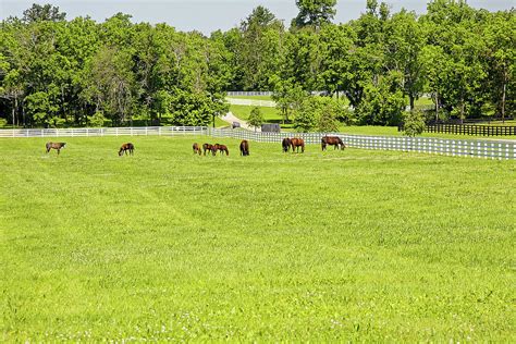 Kentucky Horse Farm Scene Photograph By Sally Weigand Pixels
