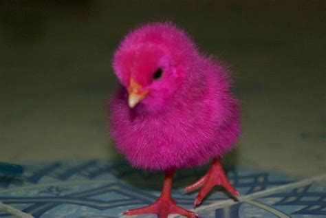 Education Through Travel Cute Chicks Wallpaper Pretty In Pink Funny