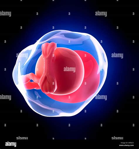 Human Embryo 5 Weeks Hi Res Stock Photography And Images Alamy