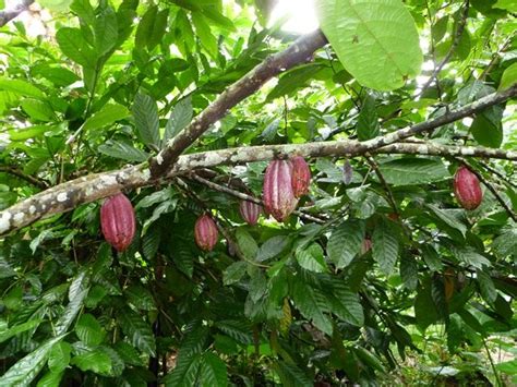 How to prune geranium plants. Cacao Tree | Cocoa Plant | Growing |Pruning | How to make ...