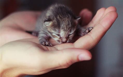 Cute Little Newborn Kitten Wallpaper For Widescreen Desktop Pc