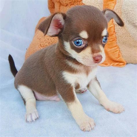 A Small Brown And White Dog With Blue Eyes