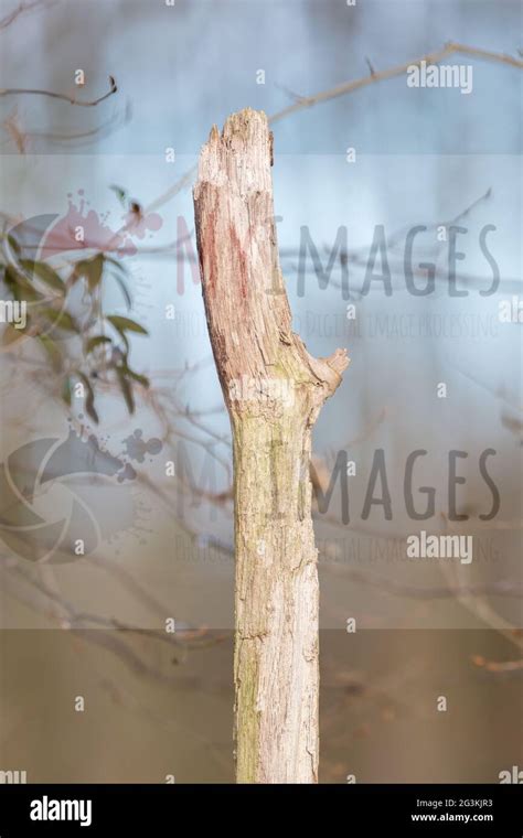 Dying Tree In Nature Stock Photo Alamy