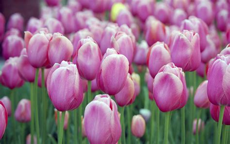 Pink Tulips Wallpapers Hd Wallpapers Id 10794