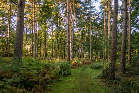 WT Pamber Forest and Upper Inhams Copse Nature Reserve - British ...