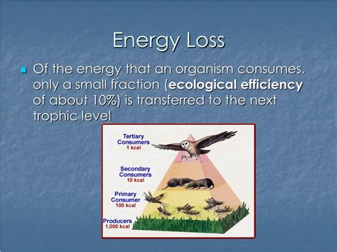 Ppt Food Chains And Energy Flow Powerpoint Presentation Free Download