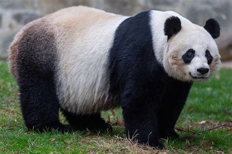 National Zoo Welcomes Precious Giant Panda Cub Were Overjoyed