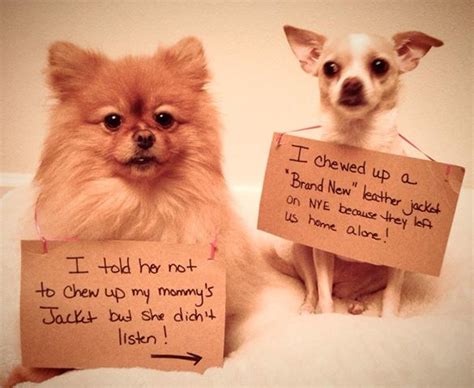 15 Sneaky Dogs Who Could Care Less About Demolishing Your