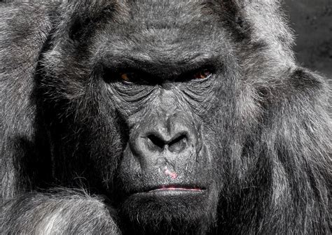 Gorilla Monkey Ape · Free Photo On Pixabay