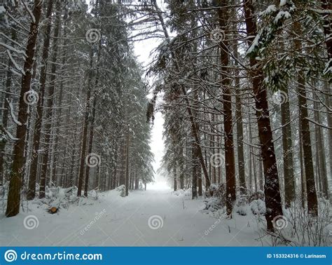 Winter Road In Snowy Coniferous Forest For Skiers Background Wallpaper