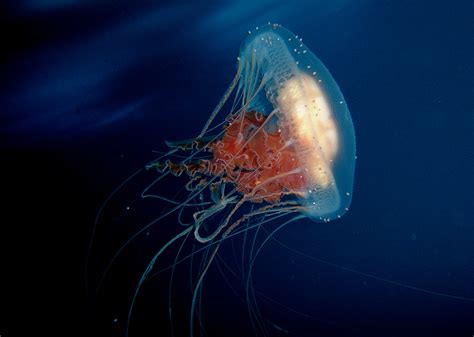 Treehugger — 14 Fascinating Facts About Jellyfish