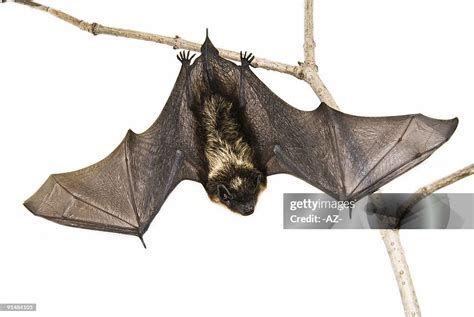A Small Brown Bat Hanging Upside Down On A Branch High Res Stock Photo