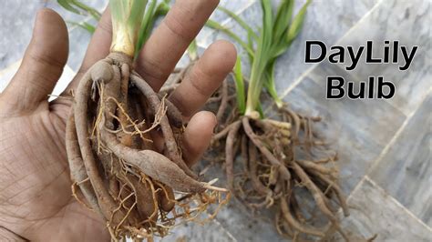 Daylily Bulb Growing Care Repotting Dividingseparatingmultiplying