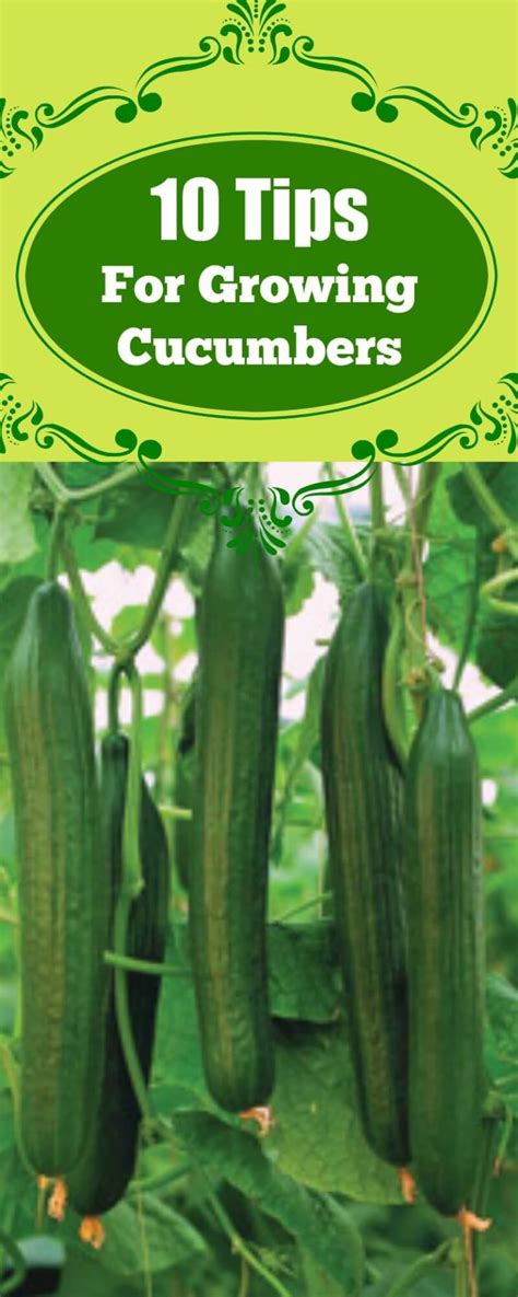 10 Tips For Growing Cucumbers Plant Instructions