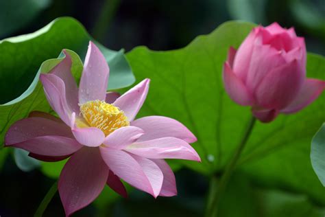 The Lotus A Symbol Of Purity Strength And Wisdom Cmhi