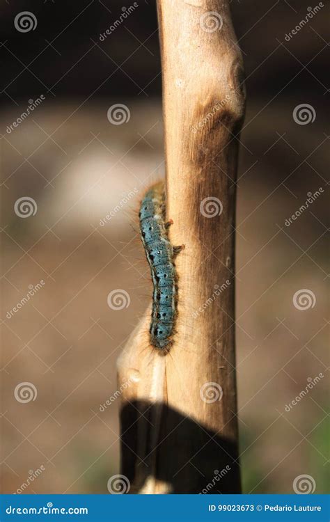 Fuzzy Black And Blue Caterpillar Stock Image Image Of Monarch Summer