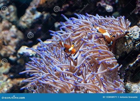 Ocellaris Clownfishes Swimming In The Magnificent Sea Anemone Royalty