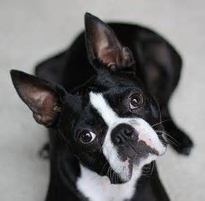 Descended from mixes of white english terriers an english bulldogs, in the early 1800's, these terriers were about twice as. boston terrier puppies for sale in michigan | Boston ...