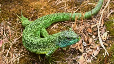 European Green Lizard Lacerta Viridis Youtube