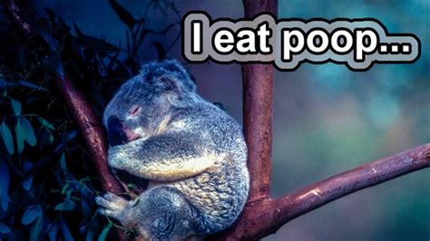 5 Koala Facts Are Koalas Gross With Video