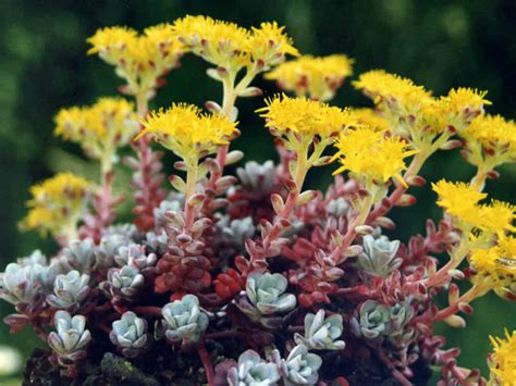 Sedum Spathulifolium Purpureum Purple Broadleaf Stonecrop World Of Succulents