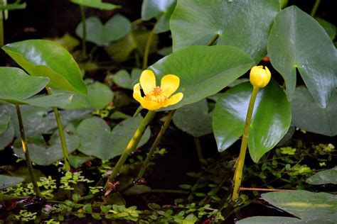 Neighbouring countries include the people's republic of china (prc) to the northwest, japan to the northeast. 台灣萍蓬草 Nuphar shimadae - 菁芳園綠生活